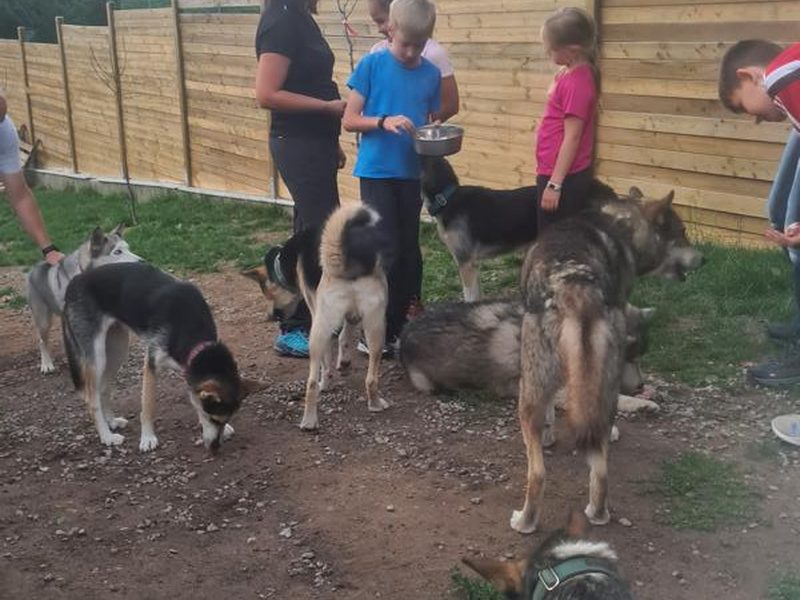 Husky-Kindergeburtstag