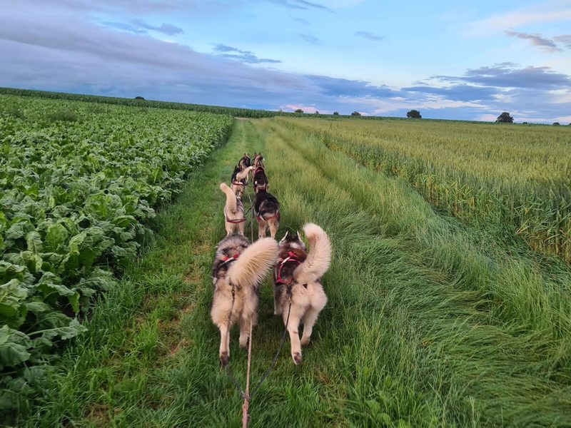 Husky-Mushing Gespannfahrt