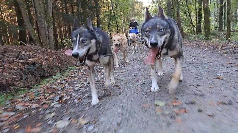 Schlittenhunde laufen im Gespann durch den Wald